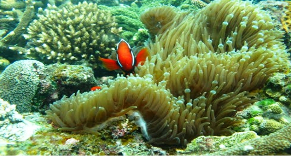 Pemandangan Alam Bawah Laut Pulau Karimata