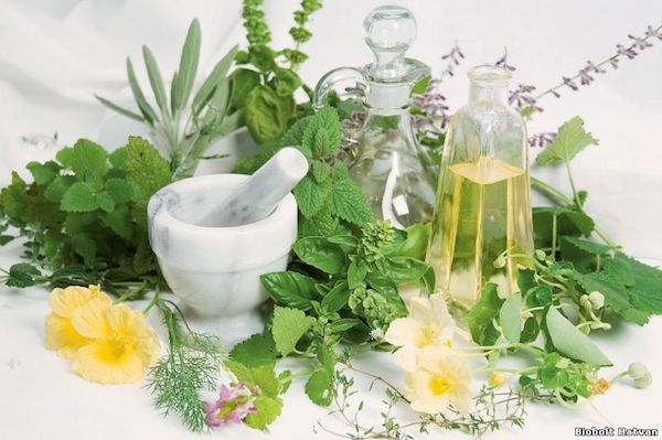 Tanaman Herbal untuk Mengobati Diabetes