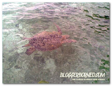 Derawan Island Journey Turtle